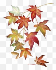 Japanese Maple Leaves Wall Sticker - Tree Drawing png