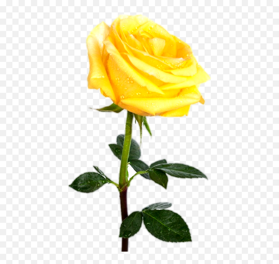 Rose Png Transparent Images Free Gallery - Transparent Background Yellow Rose Png,Rose Transparent