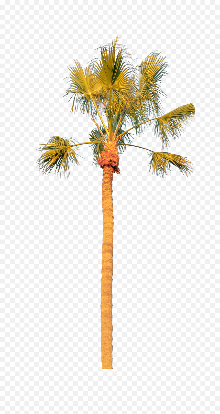 Palm Tree Solo Transparent Background Png - Free Transparent Borassus Flabellifer,Tree With Transparent Background