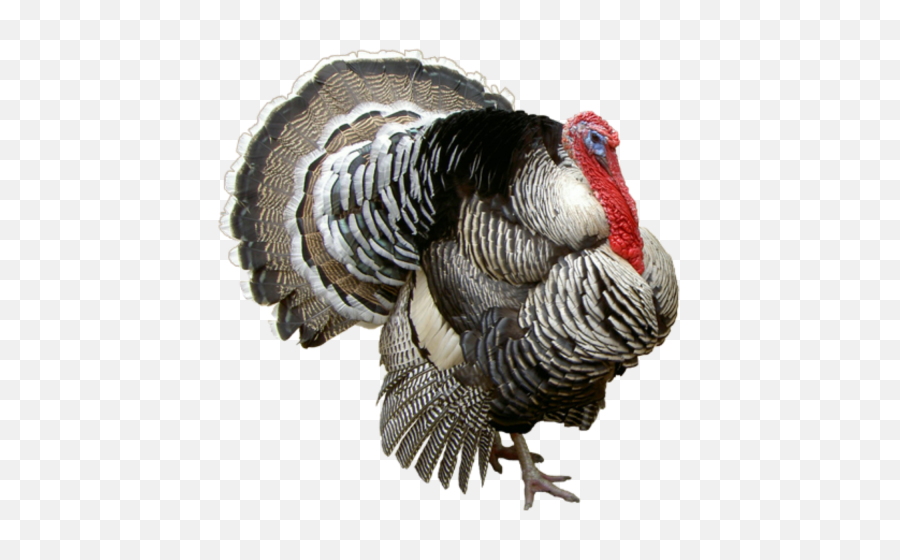 68 Turkey Png Image Collection Free To - Turkey Png,Turkey Png