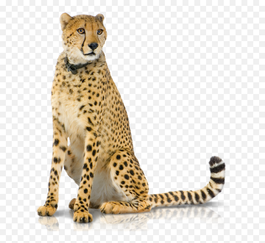 Cheetah Png Hd Image With No - Transparent Background Transparent Cheetah,Cheetah Png