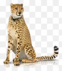 Cheetah Png Hd Image With No - Transparent Background Transparent Cheetah,Cheetah Png