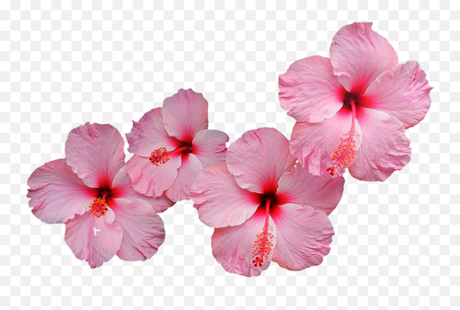 Hibiscus Png Image 2 - Pink Gumamela Flower,Hibiscus Png