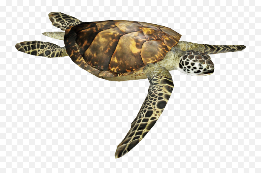 Olive Ridley Turtle Png - Sea Turtle Png,Tortoise Png