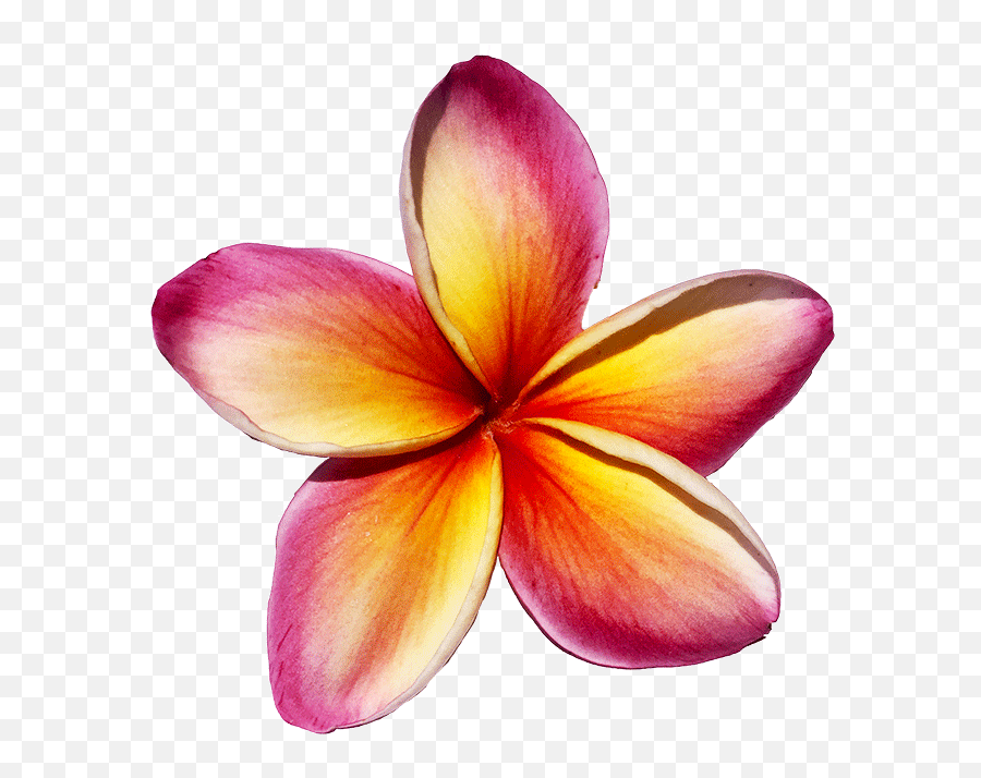 Maui Plumeria Gardens - Red Plumeria Png,Plumeria Flower Png