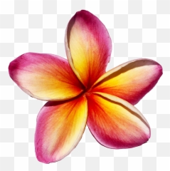 Maui Plumeria Gardens - Red Plumeria Png,Plumeria Flower Png