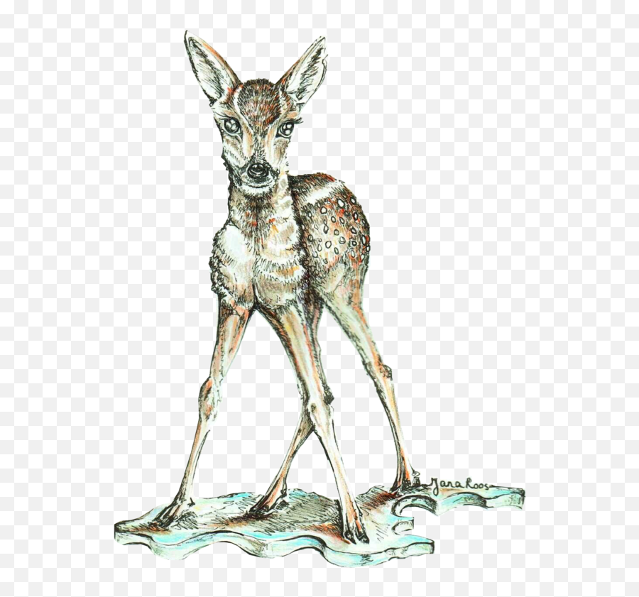 Sweater Bambi U2013 Janaroos - Roe Deer Png,Bambi Png