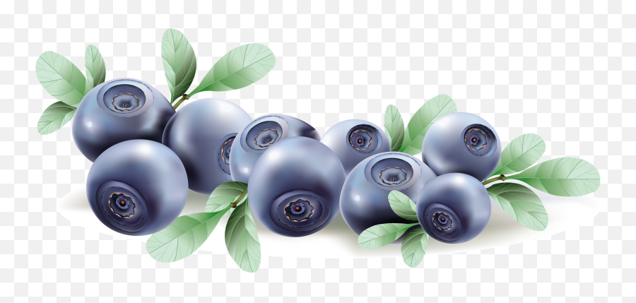 Blueberries Png Image Without - Blueberry Vector,Blueberry Transparent Background