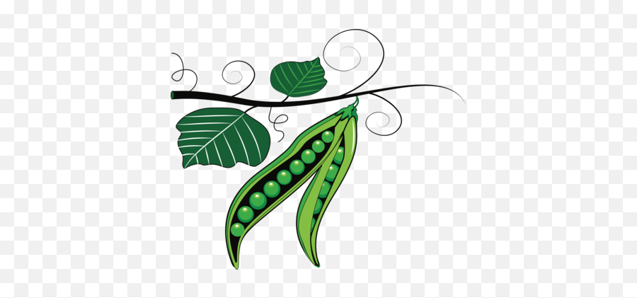 Download Peas Drawing Green Bean Png - Peas Clipart,Pea Png