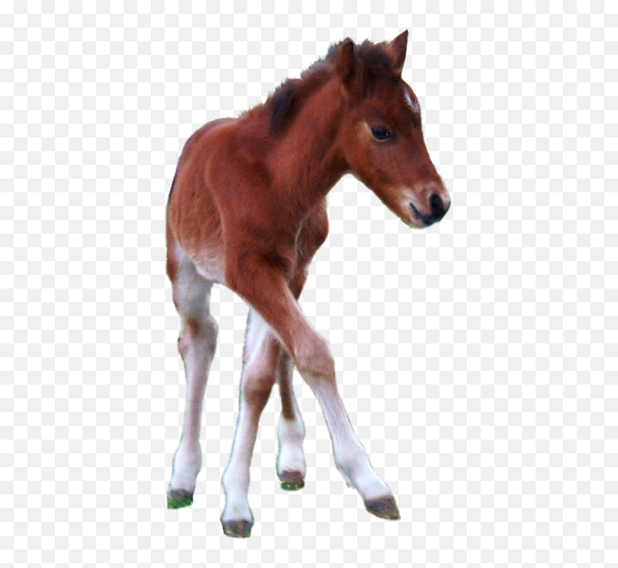 Hackney Pony Horse Stallion - Transparent Foal Png,Mustang Horse Png