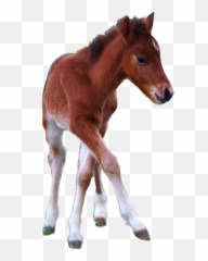 Hackney Pony Horse Stallion - Transparent Foal Png,Mustang Horse Png