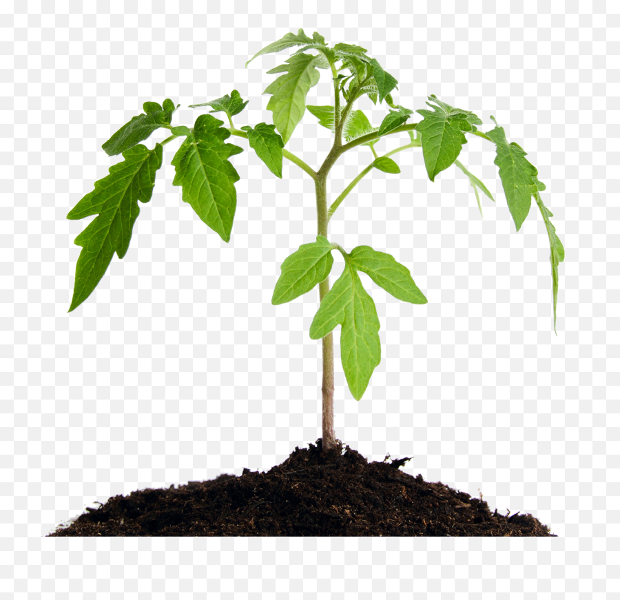 About - Soil Mender Soil Mender Healthy Plant Png,Growing Plant Png