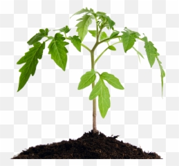 About - Soil Mender Healthy Plant Png