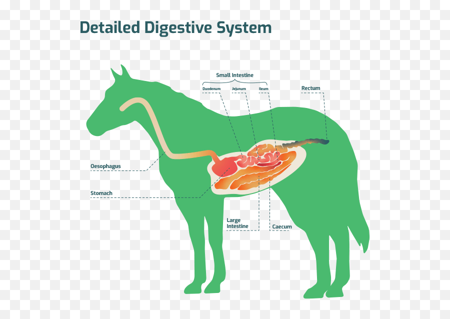 The Horseu0027s Digestive System Maxia Digest U0026 Complete - Horse Tack Png,Digestive System Png