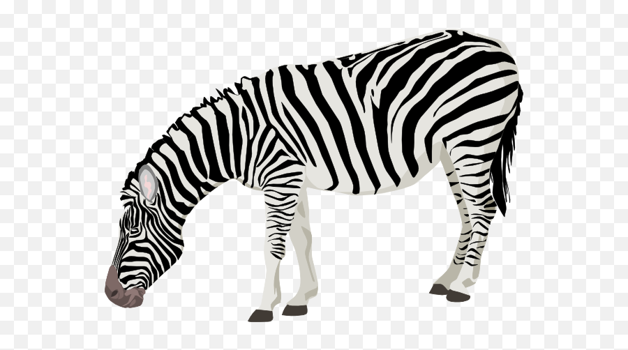 Zebra Png Transparent Images - Zebra With Transparent Background,Zebra Logo Png