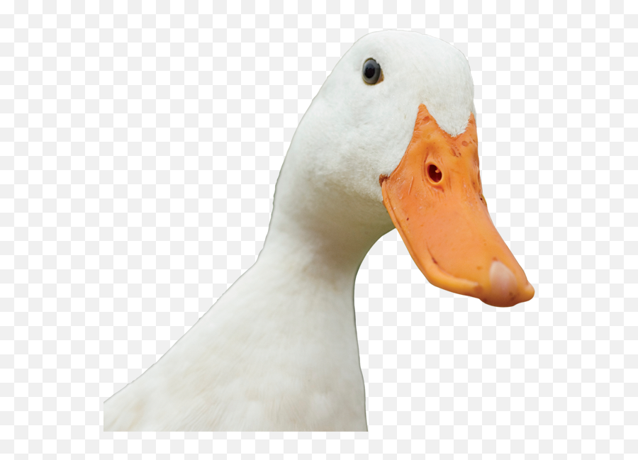 Ducks Png - Duck Quack Png Duck 3718483 Vippng Duck,Duck Png