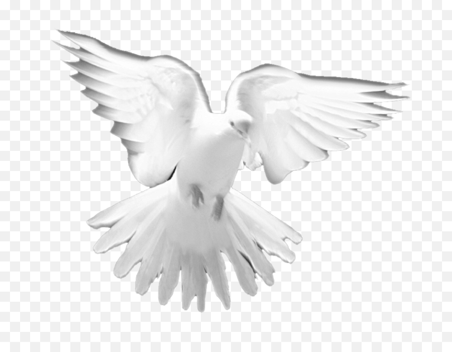 White Dove Holy Spirit Png - Holy Spirit Dove Png,Holy Spirit Png