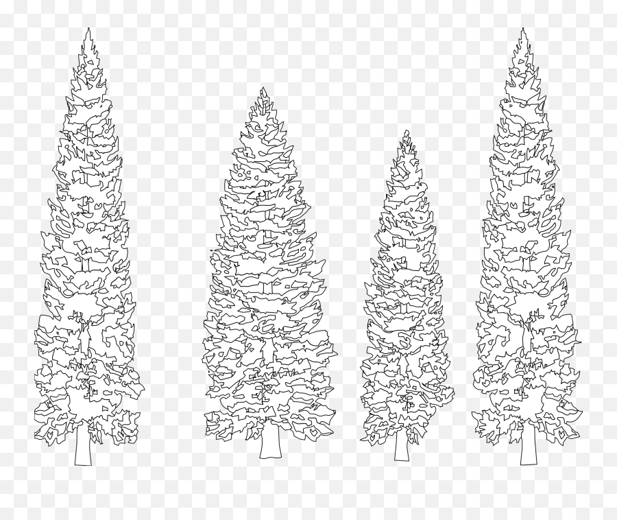 Download Pine Tree Clip Art Black And White - White Pine Pine Trees Coloring Book Png,Pine Tree Transparent Background