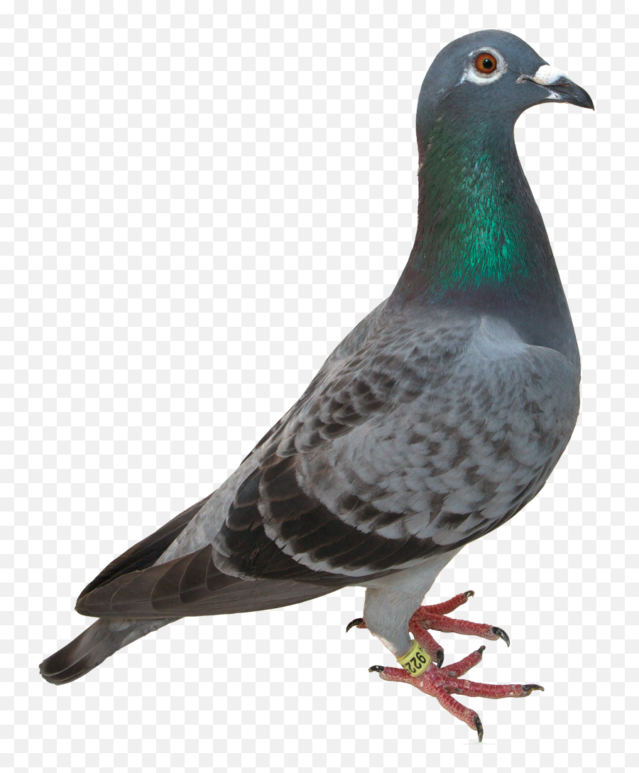 Download Pigeon Transparent Png Clipart Images 36 - Kevin The Pigeon One Direction,Dove Transparent Background