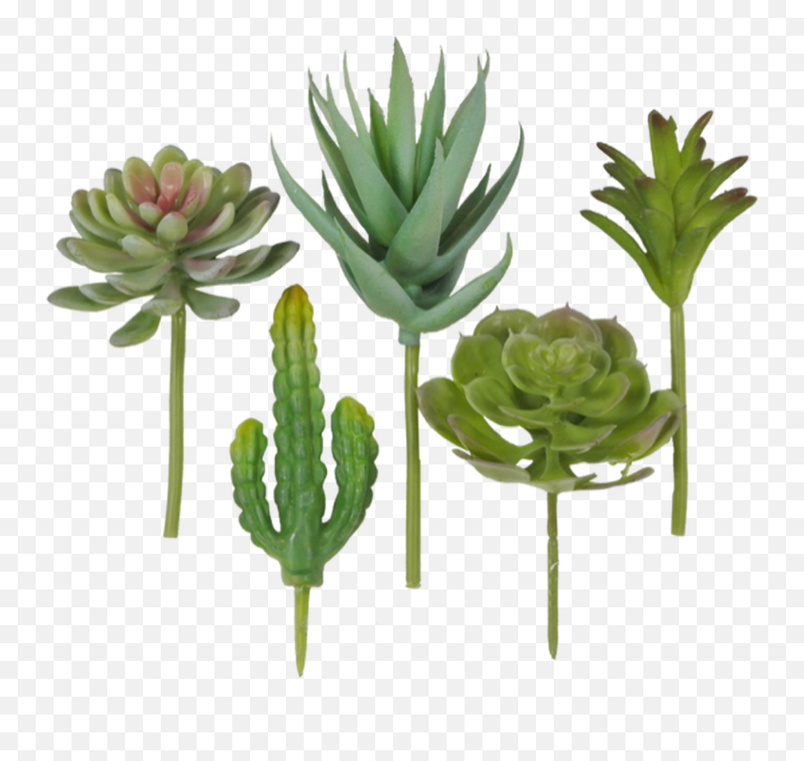 Succulent Pick Assortment Bag Of 5 - Houseplant Png,Succulent Png