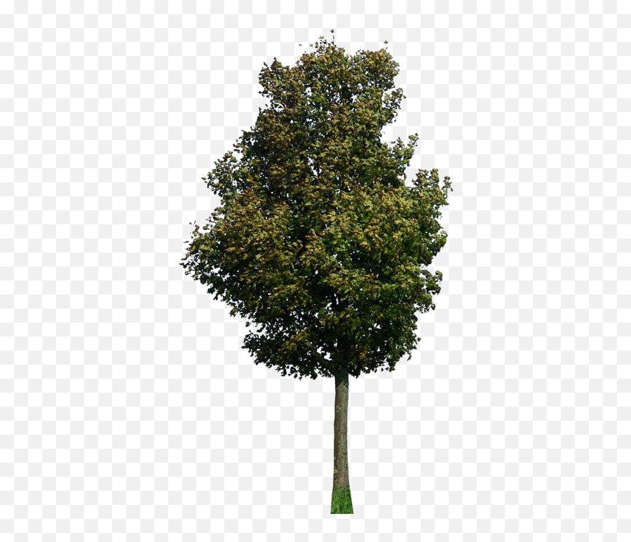 Png Trees Plan Transparent U0026 Clipart Free Download - Ywd Tree 2d Png,Trees Plan Png