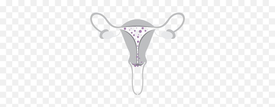 Illustration Png Uterus