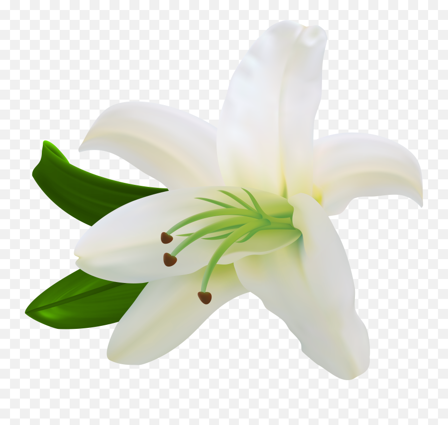 White Lilium Transparent Clip Art Png Lily