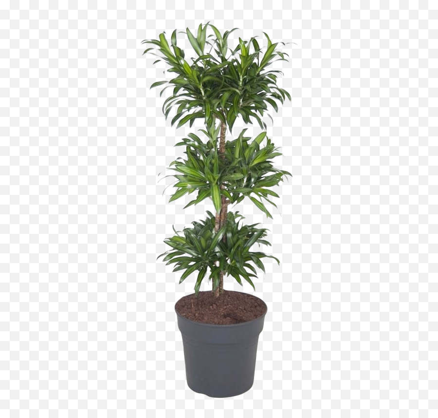 Dracaena Song Of Jamaica - Dracaena Reflexa Song Of Jamaica Png,Jamaica Png