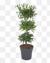 Dracaena Song Of Jamaica - Dracaena Reflexa Song Of Jamaica Png,Jamaica Png