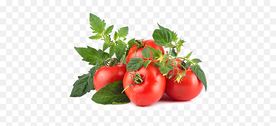 Tomato C Green Png