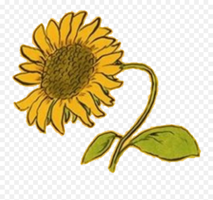 Yellow Amarillo Aesthetic Random Flower Flor Girasol Clipart - Aesthetic Sunflower Phone Case Png,Sunflower Emoji Transparent