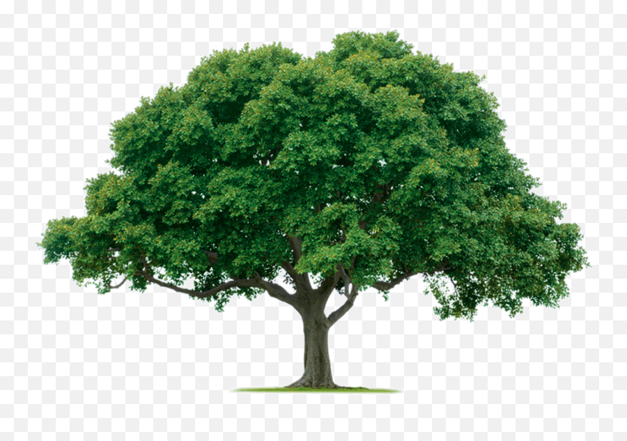 Tree Png Images Quality Transparent Pictures - Single Tree Png,Woody Png