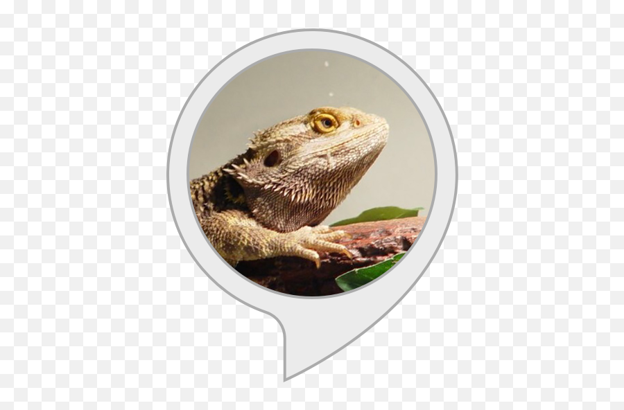 Alexa - Green Iguana Png,Bearded Dragon Png