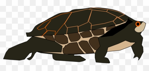 Green Sea Turtle Photo Background - Gopher Tortoise png