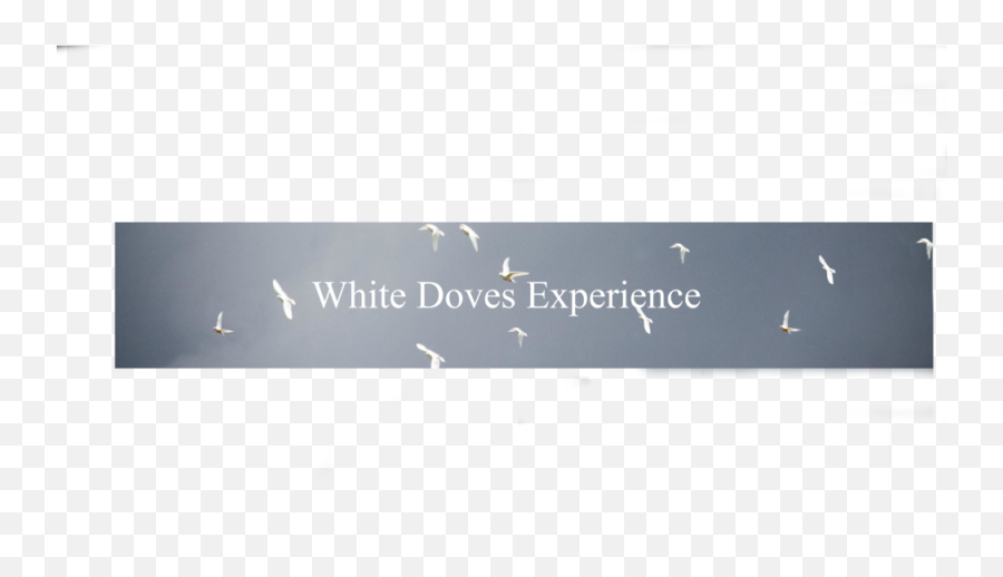Reviews White Doves Experience - Gull Png,White Doves Png