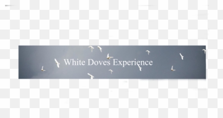 Reviews White Doves Experience - Gull Png,White Doves Png