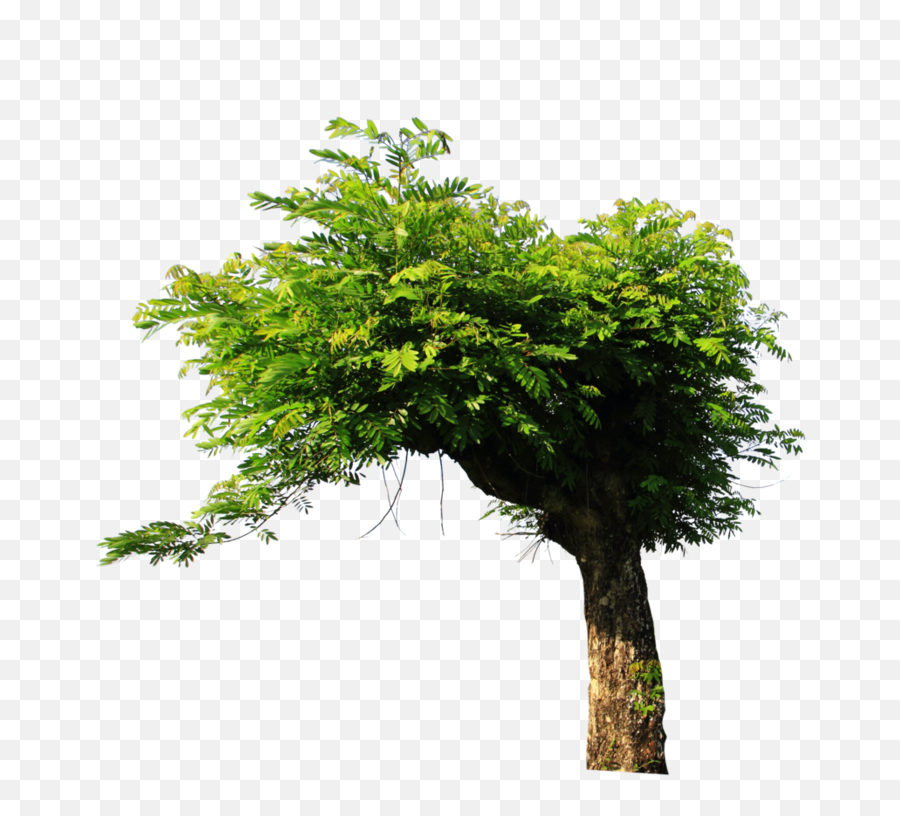 Download Tree Png For Picsart - Full Size Png Image Pngkit Tree Png For Picsart,Banana Tree Png
