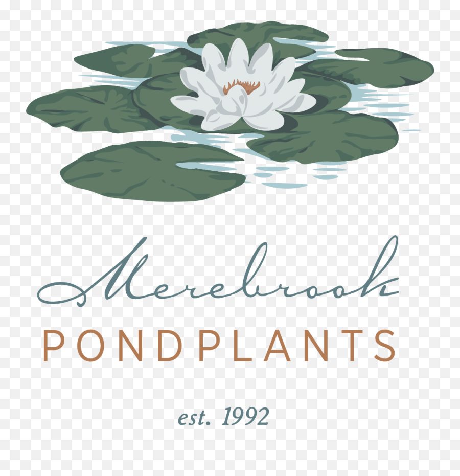 Pond Plants From The Experts - Merebrook Pond Plants Sacred Lotus Png,Water Lily Png