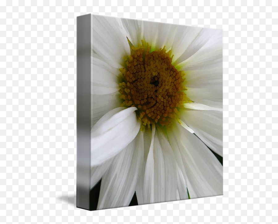White Daisy Close Up By Debbie Vinci - Lovely Png,White Daisy Png