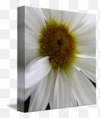 White Daisy Close Up By Debbie Vinci - Lovely Png,White Daisy Png
