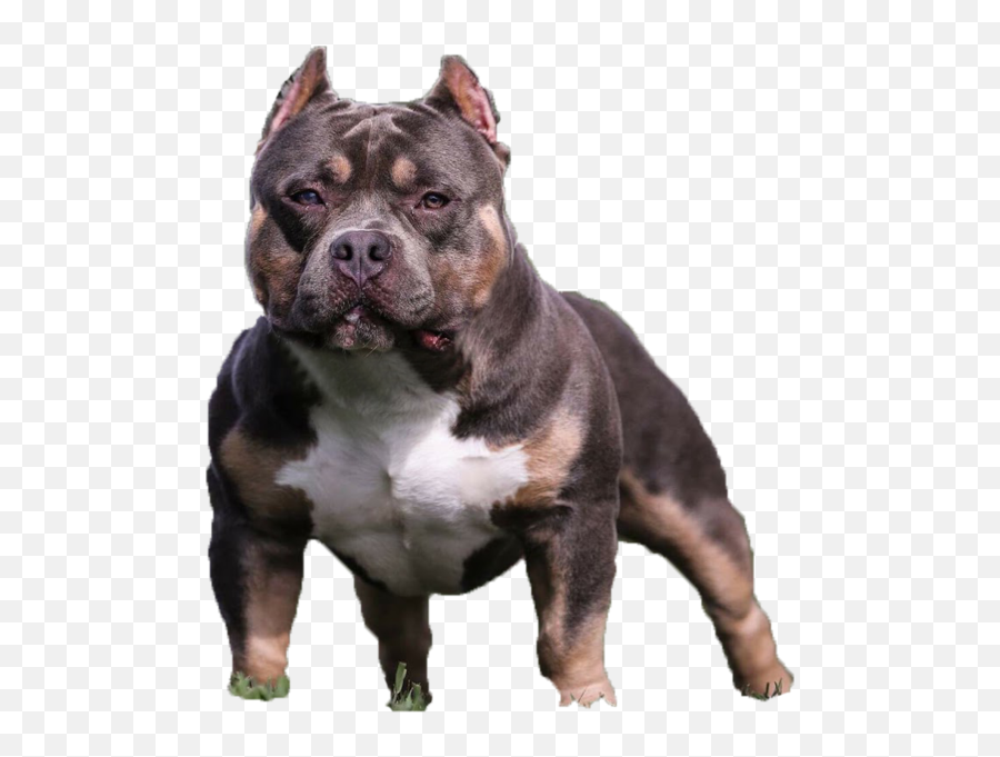 Download Free Png Bully Images - Png Image American Bully Png,Bully Png
