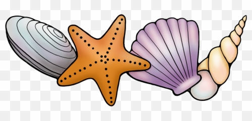 Png - Transparent Background Shells Clipart,Starfish Transparent Background