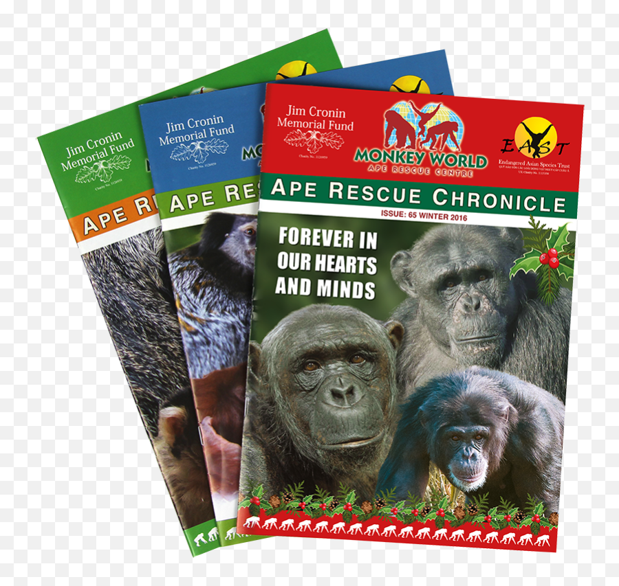 Ape Rescue Chronicle - Monkey World Monkey Png,Ape Png