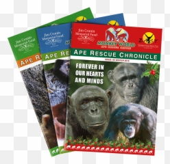 Ape Rescue Chronicle - Monkey World Monkey Png,Ape Png