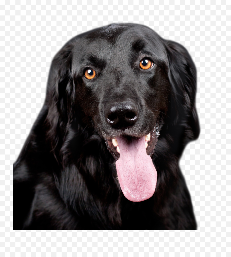 Clipart Photos Black Dog Png - Black Dog Png,Dog Clipart Png