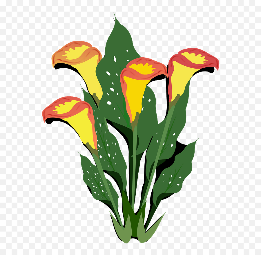 Yellow Calla Lilies Clipart - Ornamental Plants Clip Art Png,Calla Lily Png