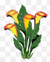 Yellow Calla Lilies Clipart - Ornamental Plants Clip Art Png,Calla Lily Png