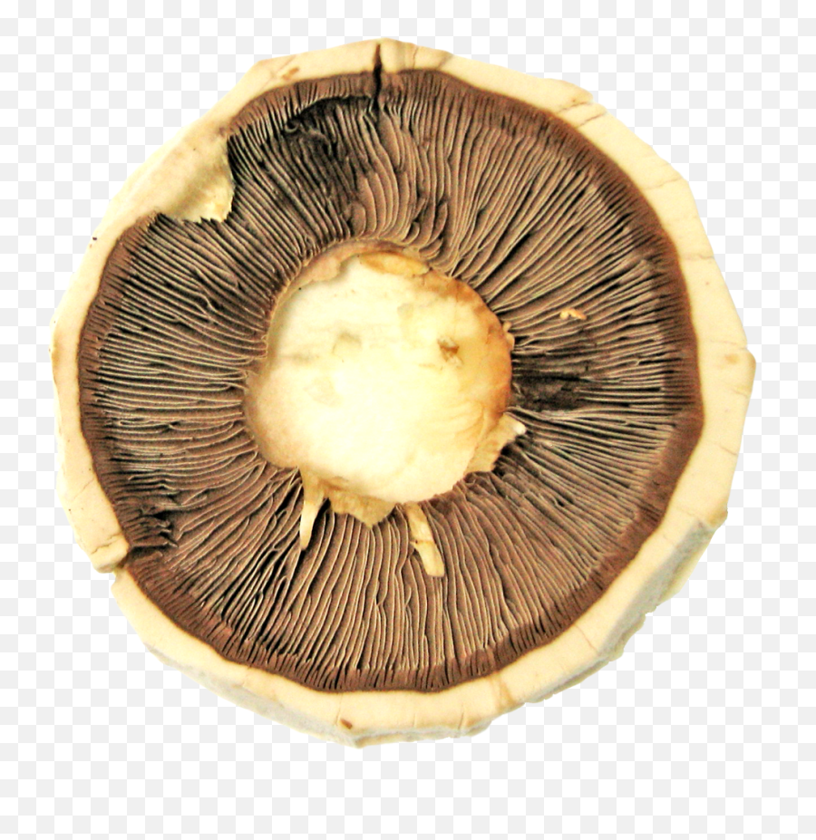 Mushroom Png Image For Free Download Transparent