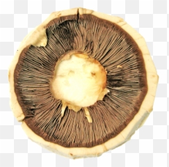 Mushroom Png Image For Free Download Transparent