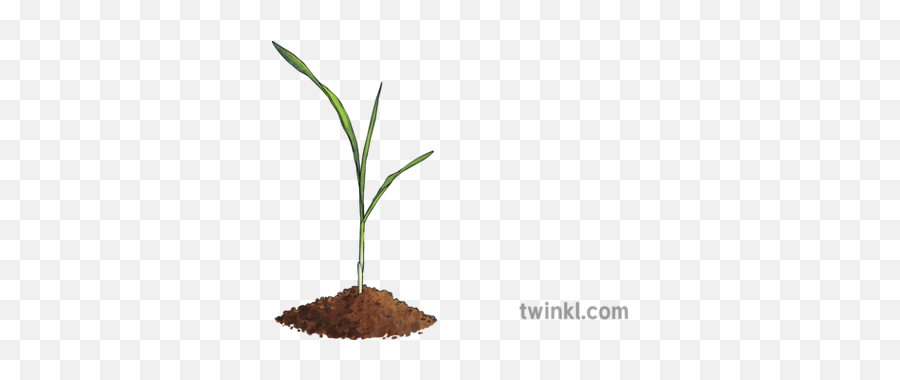 Corn Sprout Illustration - Twinkl Soil Png,Sprout Png